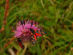 2013-08-25_Risserkogel (010).JPG